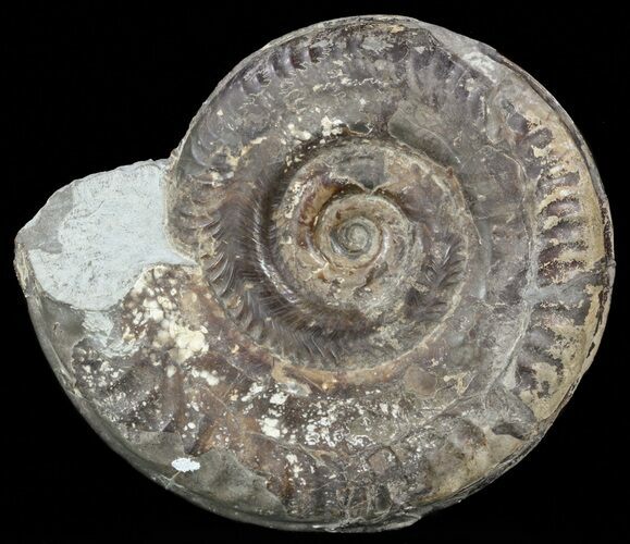 Jurassic Ammonite (Hildoceras) - England #57901